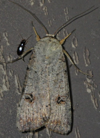 Green Cutworm